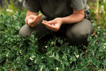 Herbalists Study Ashwagandha for Stress Relief Applications