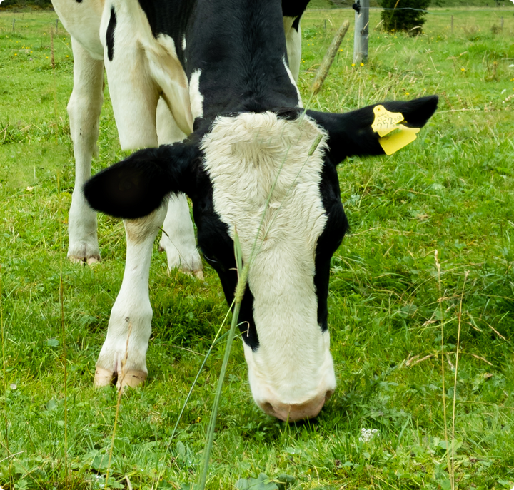 Grass-fed collagen