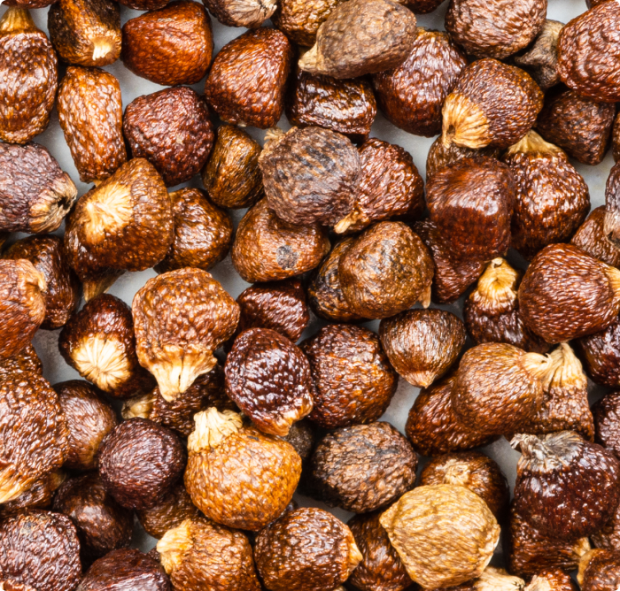 Grains of paradise