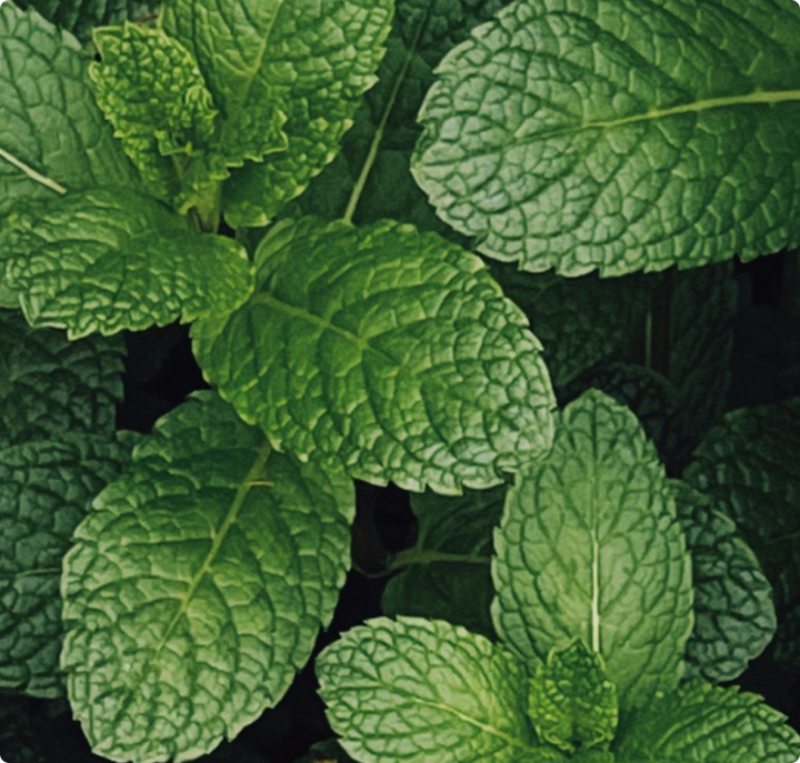 Soothing botanicals