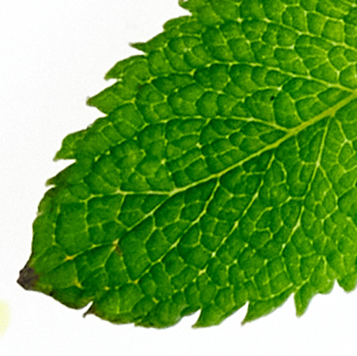 spearmint aroma